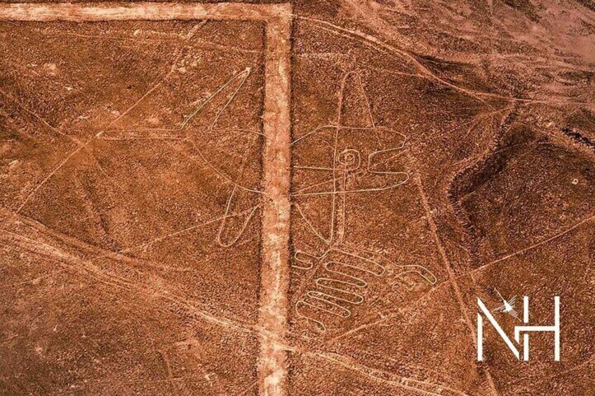The Nazca Lines flight from Pisco Airport & The Huacachina Oasis 5