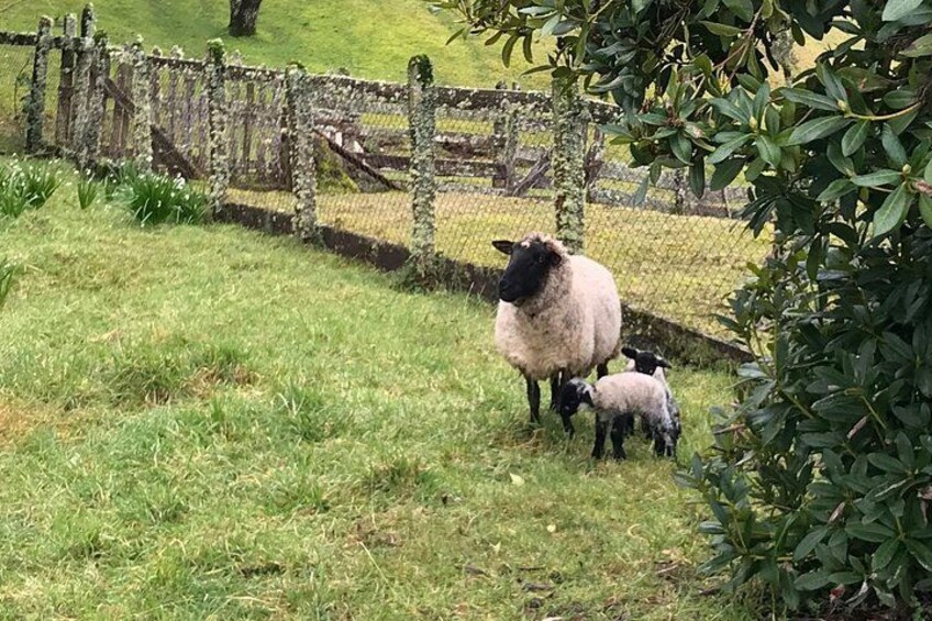 A sheep with a lamb in a grassy field, enclosed by a wire fence. 2
