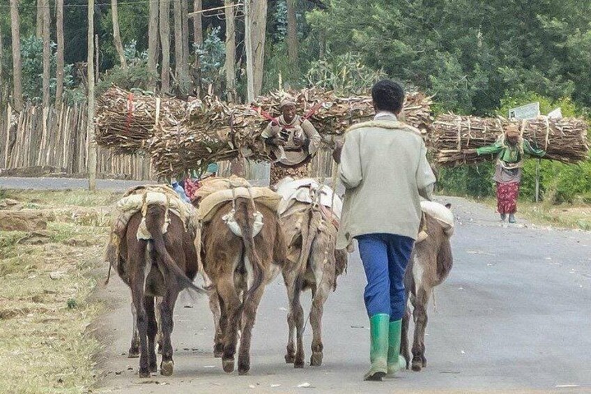 Women carrying 70to 80 kg dry wood for fire 5