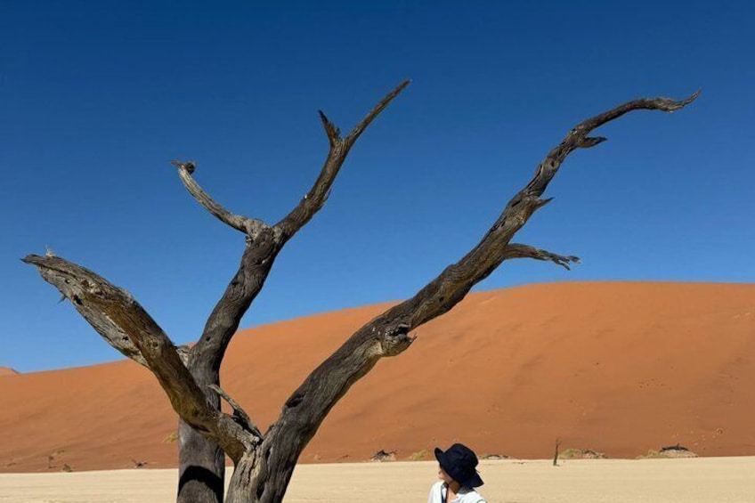 A dead tree in a desert landscape with sand dunes in the background. 2