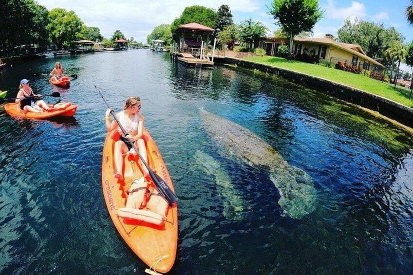 Personas haciendo kayak en un río tranquilo rodeado de vegetación y casas. 4