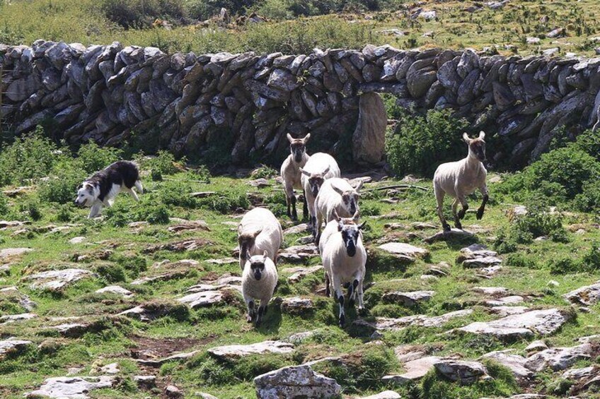 A herd of sheep and a dog on a rocky hillside. 4