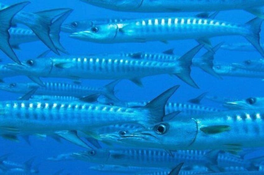 Een school vis zwemt in de oceaan. 4