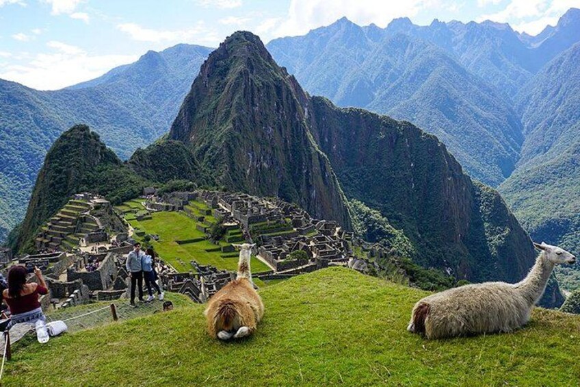 Machu Picchu ruins, llamas, and a mountainous landscape. 4