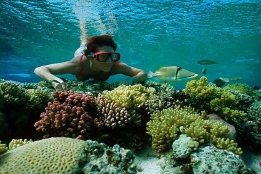 A diver exploring a coral reef with various types of coral and fish. 2