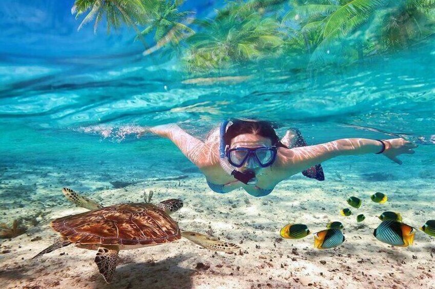 A person snorkeling underwater with a sea turtle and tropical fish. 3