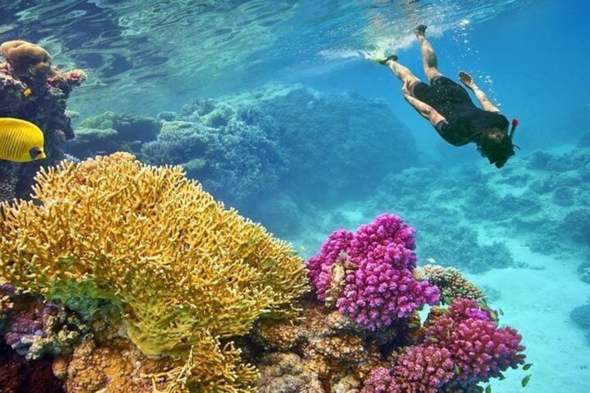 snorkeling trip at satayh dolphin reef from marsa alam 1