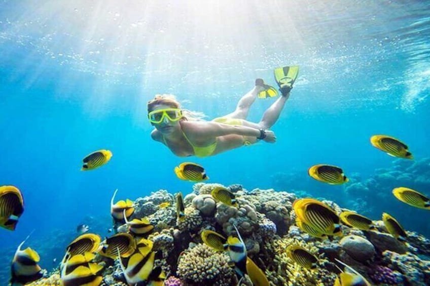 snorkeling trip at satayh dolphin reef from marsa alam 3
