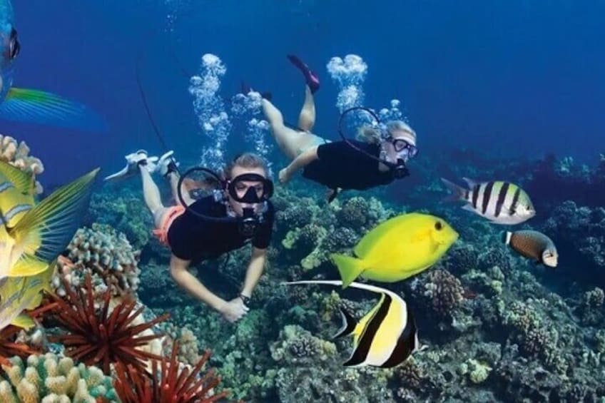 snorkeling trip at satayh dolphin reef from marsa alam 2