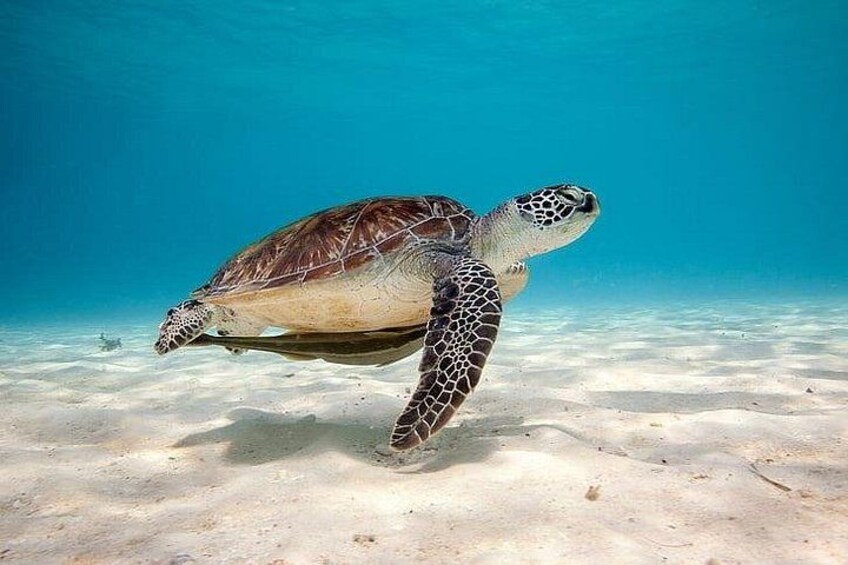 Full Day Tour Pinzon Island + La Fe/Las Palmas - Snorkeling & Fishing 2