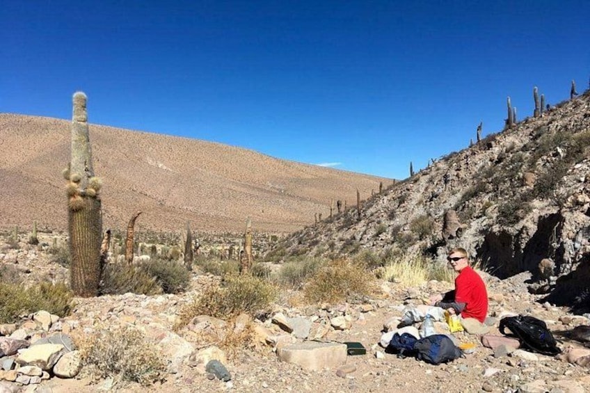 A desert landscape with a large cactus, rocky terrain, and sparse vegetation. 5