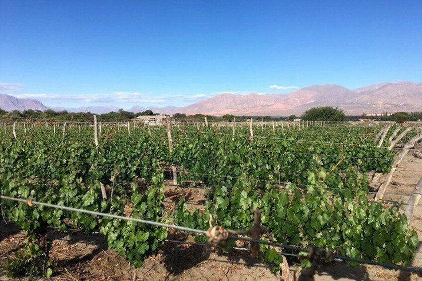 View of Cafayate valley