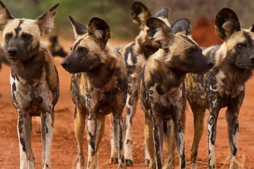 Wild Dogs