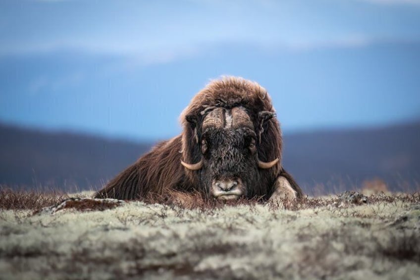 A bighorn sheep lying on a grassy field with mountains in the background. 3