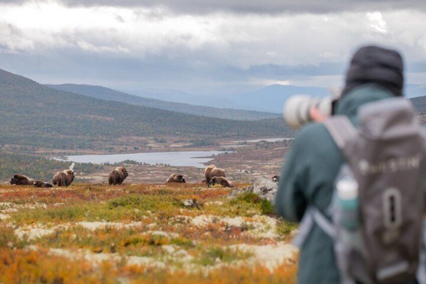 Musk ox Safari in Dovrefjell National Park, Oppdal Safari 3
