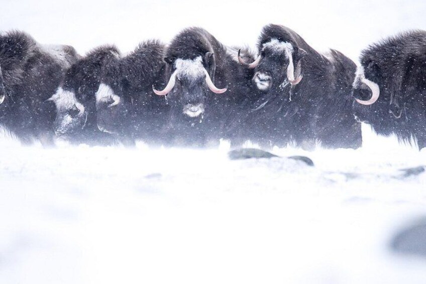 A group of musk oxen in a snowy landscape. 4