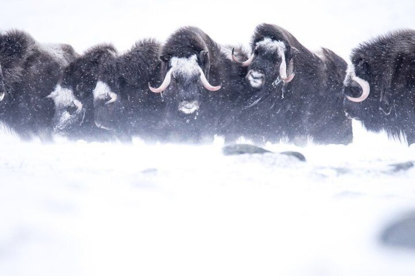 A group of musk oxen in a snowy landscape. 2