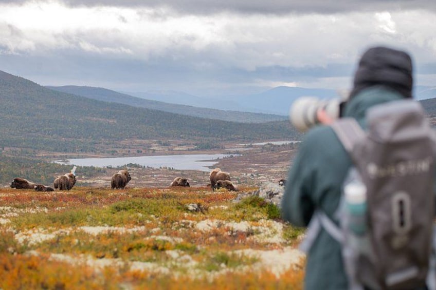 A person with a camera and a backpack, taking a photo of a herd of bison in a natural landscape with mountains and a lake in the background. 3