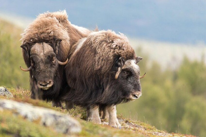 Musk ox Safari in Dovrefjell National Park, Oppdal Safari 2