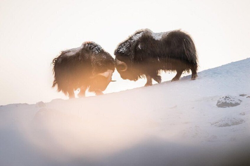 Two muskoxen on a snowy hill with sunlight. 5