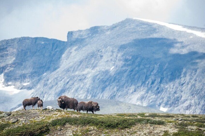 A mountain landscape with a herd of bison grazing. 4