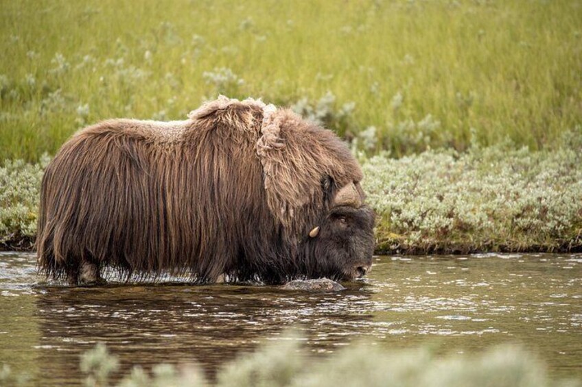 A large mammal with long fur wading in a body of water surrounded by grass. 2