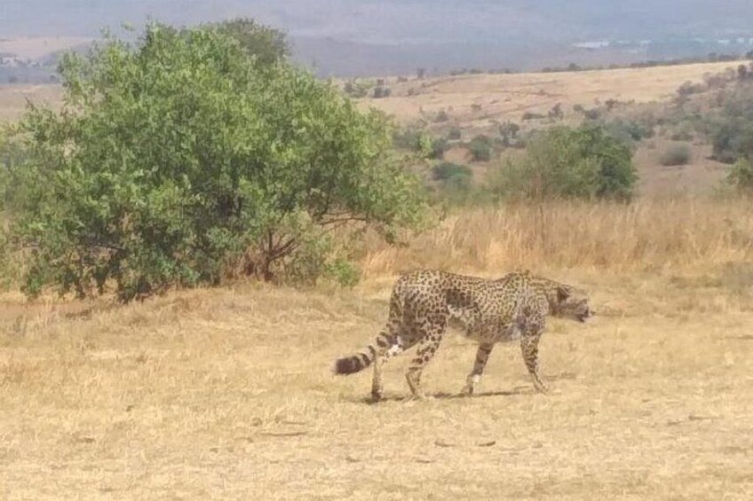 Un guepardo caminando en una sabana seca con árboles dispersos. 3