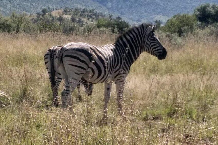 Full-Day Pilanesberg National Park Safari from Johannesburg 1