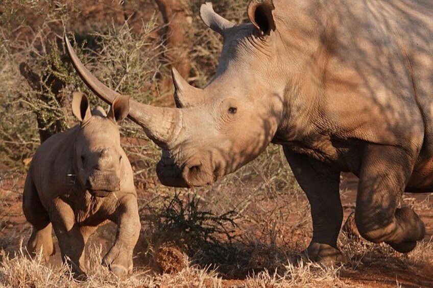 Full-Day Pilanesberg National Park Safari from Johannesburg 4