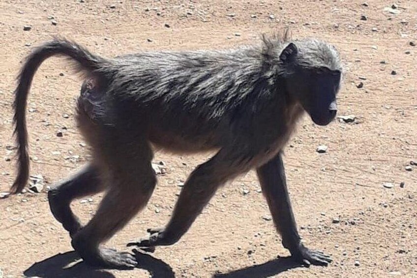 baboon 5
