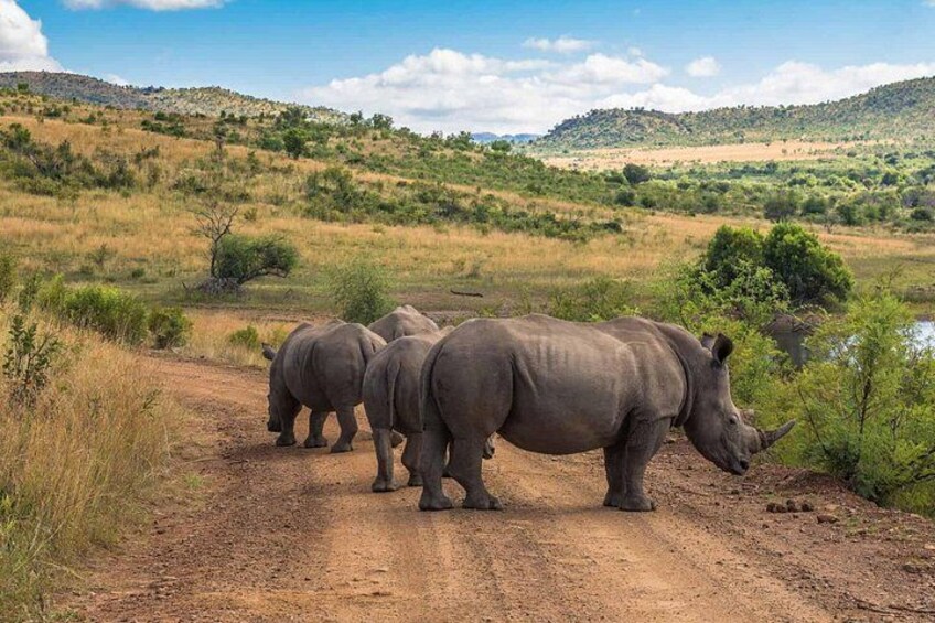 Full-Day Pilanesberg National Park Safari from Johannesburg 3