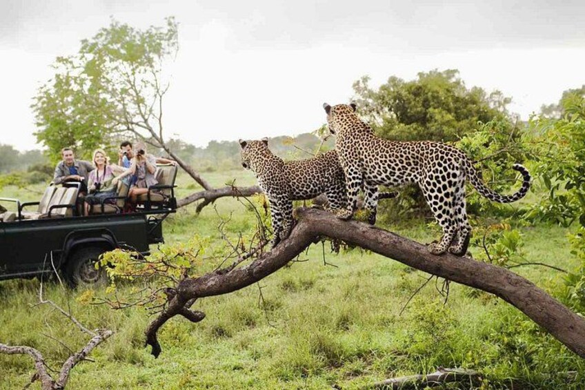 Un vehículo safari con gente observando leopardos en una rama. 1