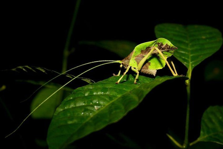 Een groene insect op een blad. 1