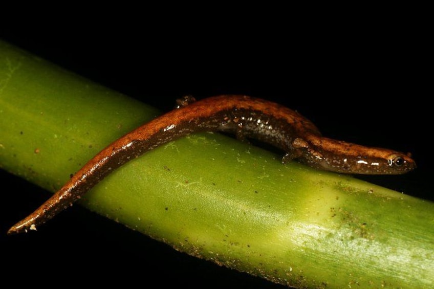Een salamander op een groene plantenstengel. 3