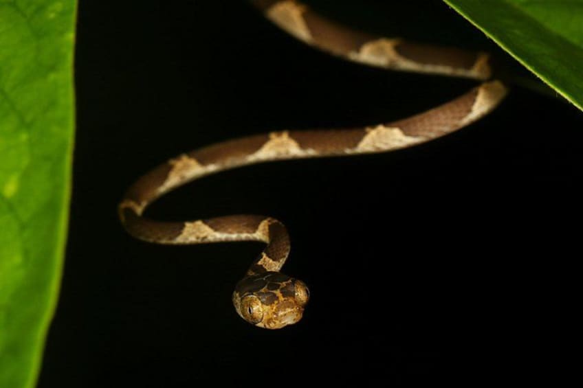 Een slang met een gepatterd lichaam en hoofd, gewikkeld om een groen blad voor een donkere achtergrond. 5