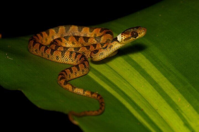 Cat-eyed Snakes (Leptodeira aff. ornata) are nocturnal snakes that specialize on toads, frogs, and frog eggs. 