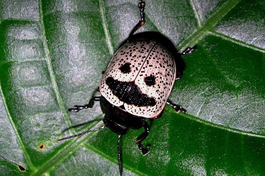 Un escarabajo sobre una hoja verde. 2