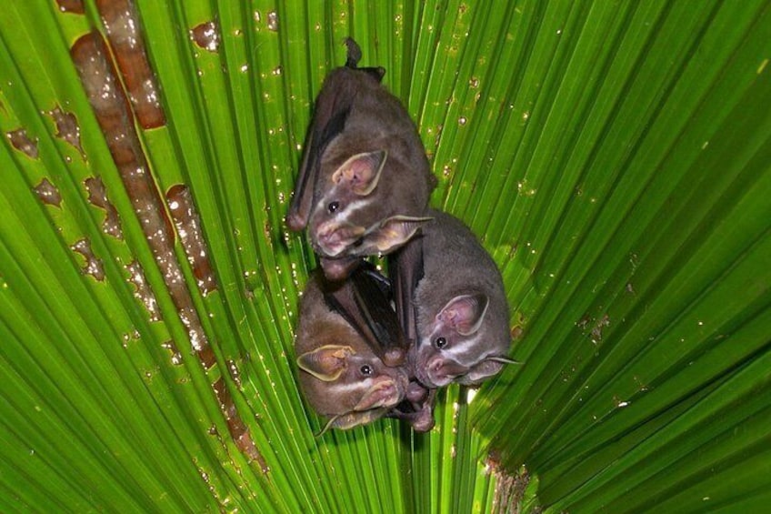 Bats make up nearly half of Costa Rica's mammal species. Learn more about these exceptional animals on the Night Tour 5