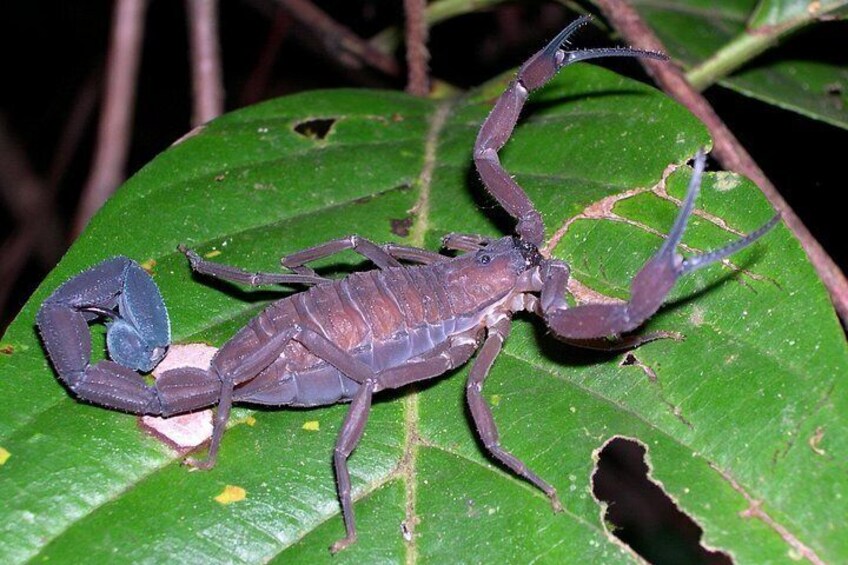 Did you know that scorpion venom is the most valuable liquid on the planet? Learn more on the Night Tour 4