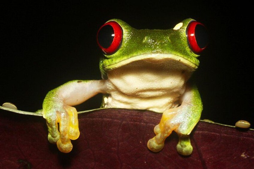 Een groene kikker met rode ogen vasthangend aan een tak. 4