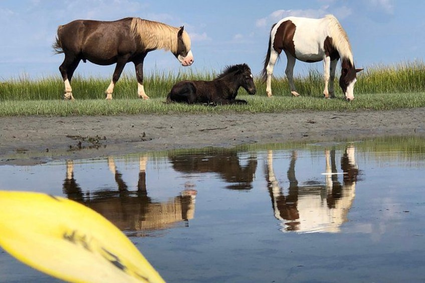Guided Kayak Tour to see ponies, birds, dolphins and more 1