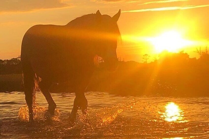 Guided Kayak Tour to see ponies, birds, dolphins and more 2