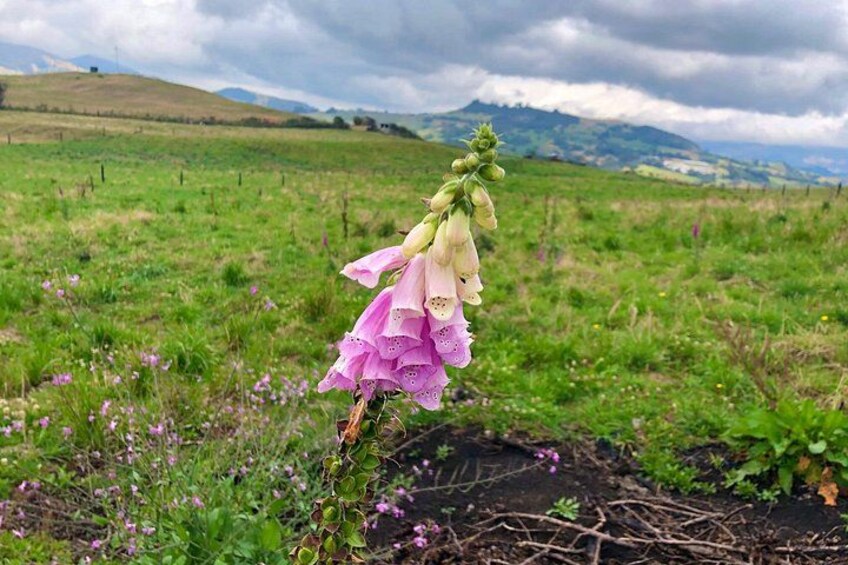 A bellflower in a field with a cloudy sky and rolling hills in the background. 4
