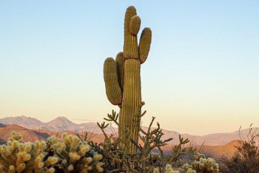 The famous Saguaro cactus, only found in the Sonoran desert. 3