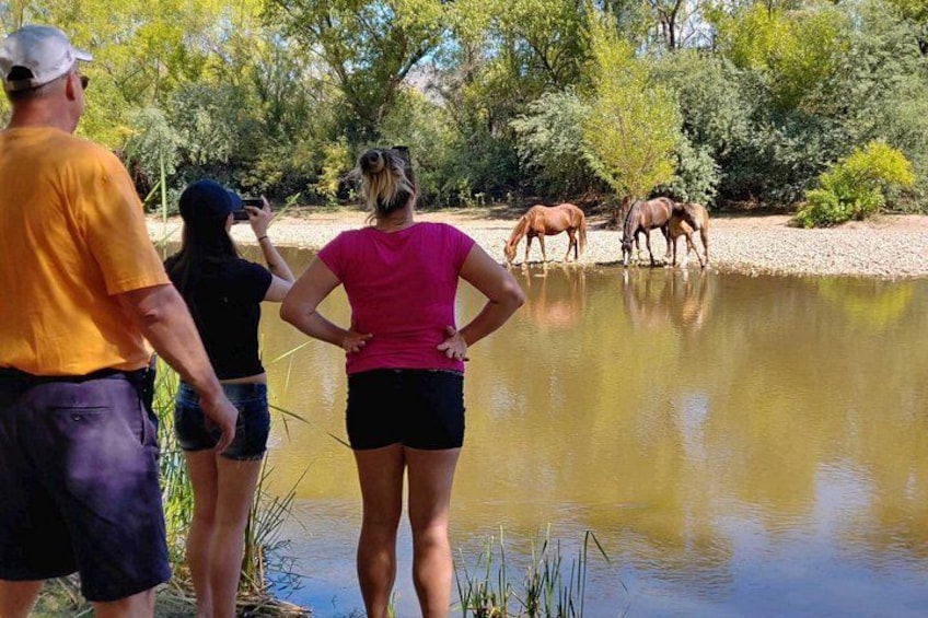 Sometimes our guests have a chance to see our wild horse population at the Verde River! 4