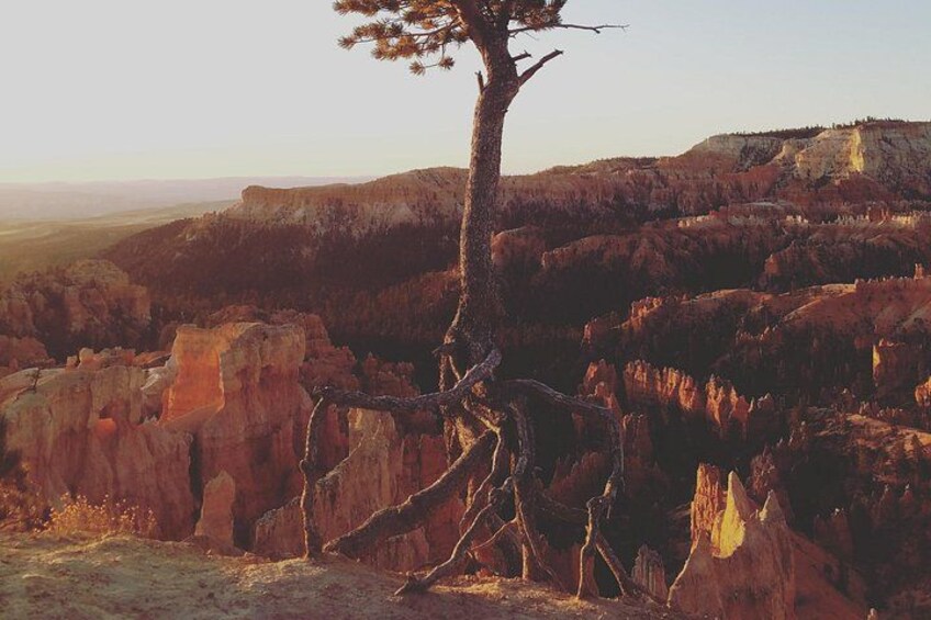 Un arbre se dresse dans un paysage accidenté, avec des falaises rocheuses et une vue lointaine sur une chaîne de montagnes. 4
