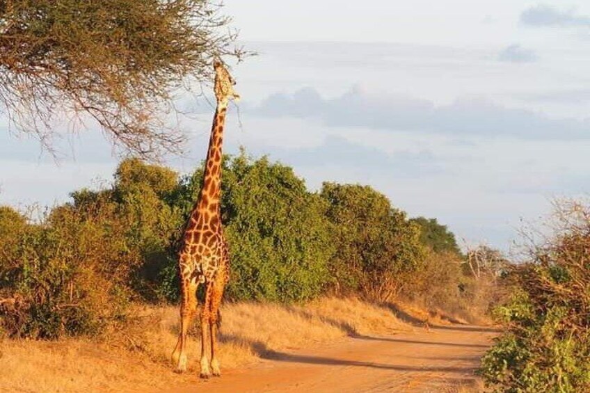 2 Days Safari Tsavo East 