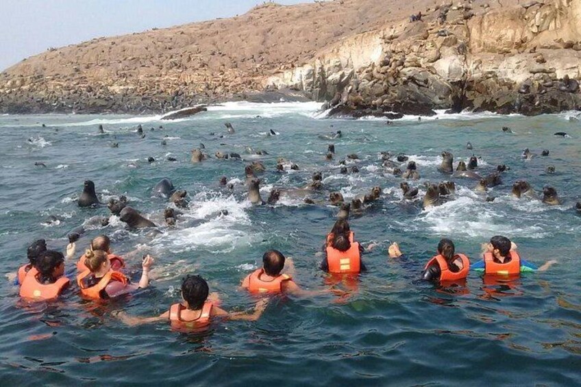 Menschen im Wasser mit Seelöwen, felsige Klippen im Hintergrund. 1