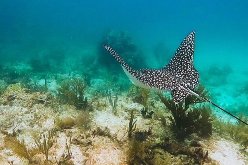 Half Day Snorkel Trip on Reefs in the Florida Keys 3