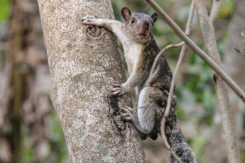 A squirrel climbing a tree. 5